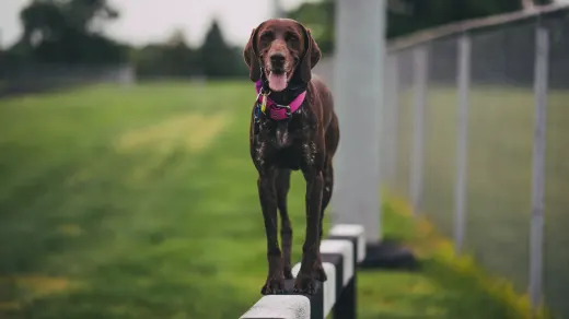Dog training outdoors