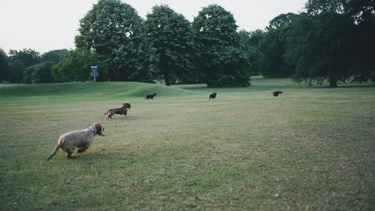 Dog training outdoors