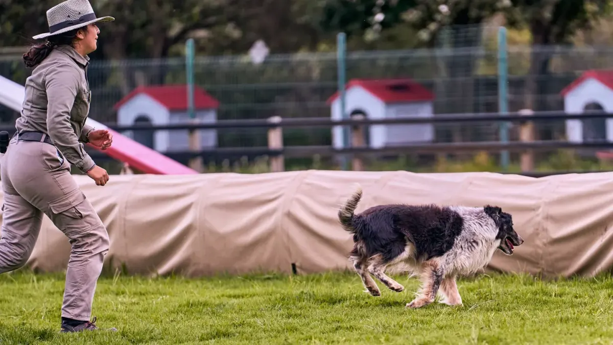 Dog training outdoors