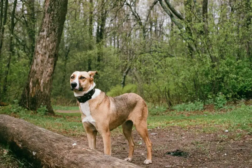 Dog training outdoors