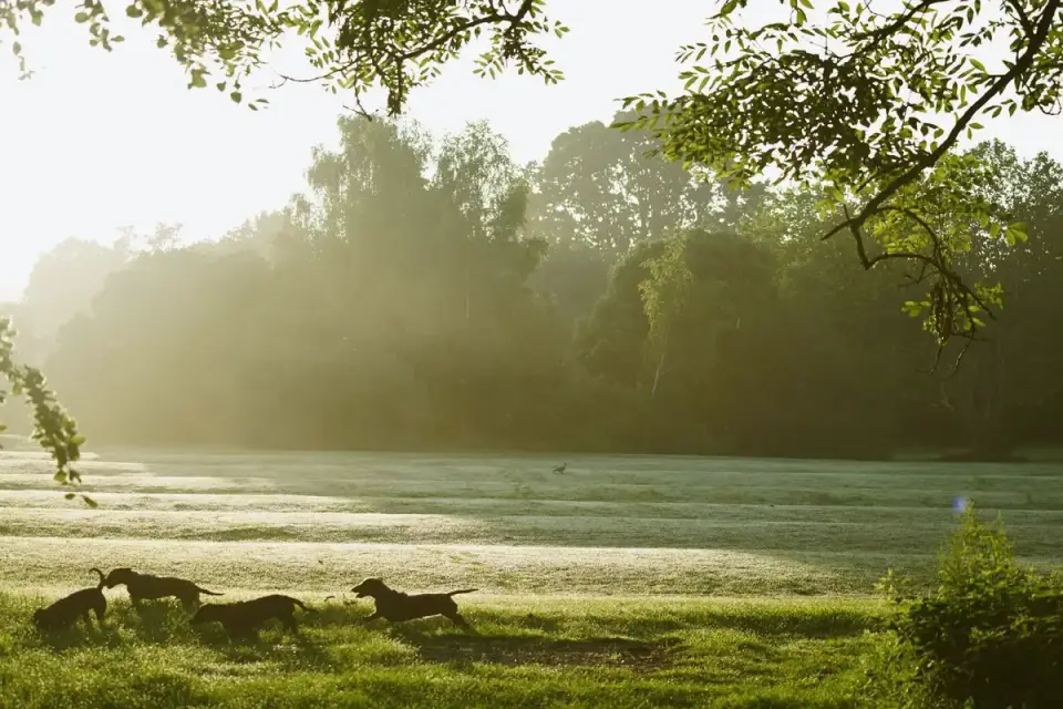 Dog training outdoors