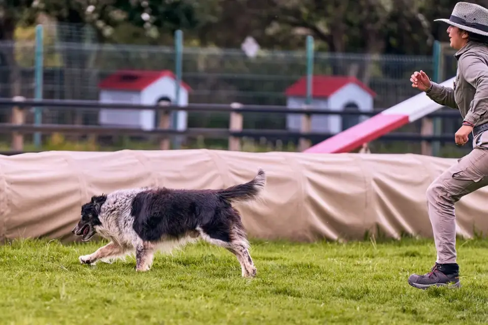 Dog training outdoors