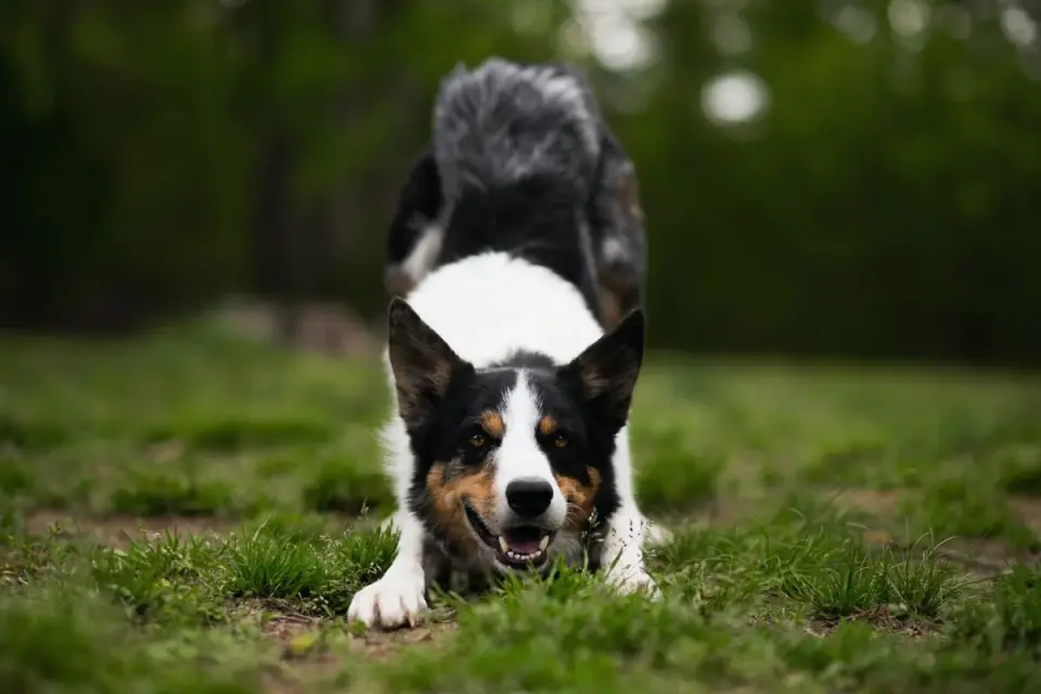 Dog training outdoors