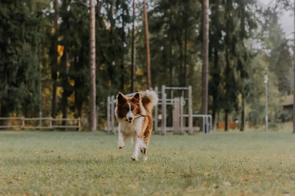 Dog training outdoors