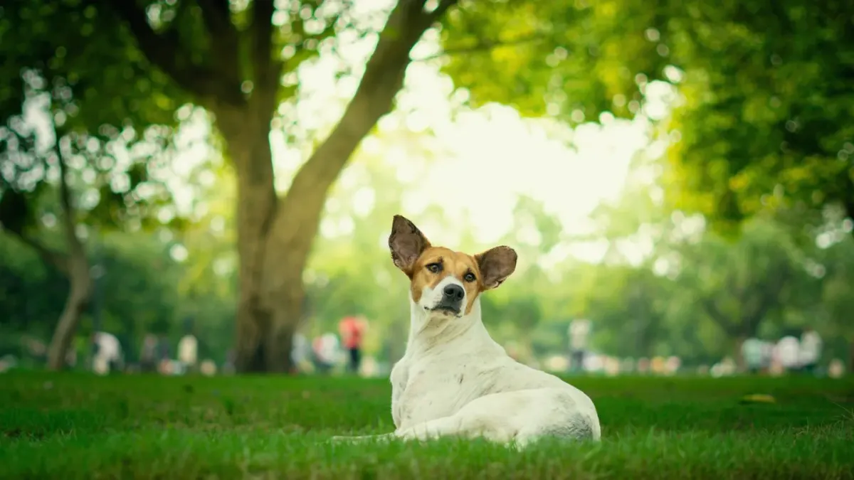 Dog training outdoors