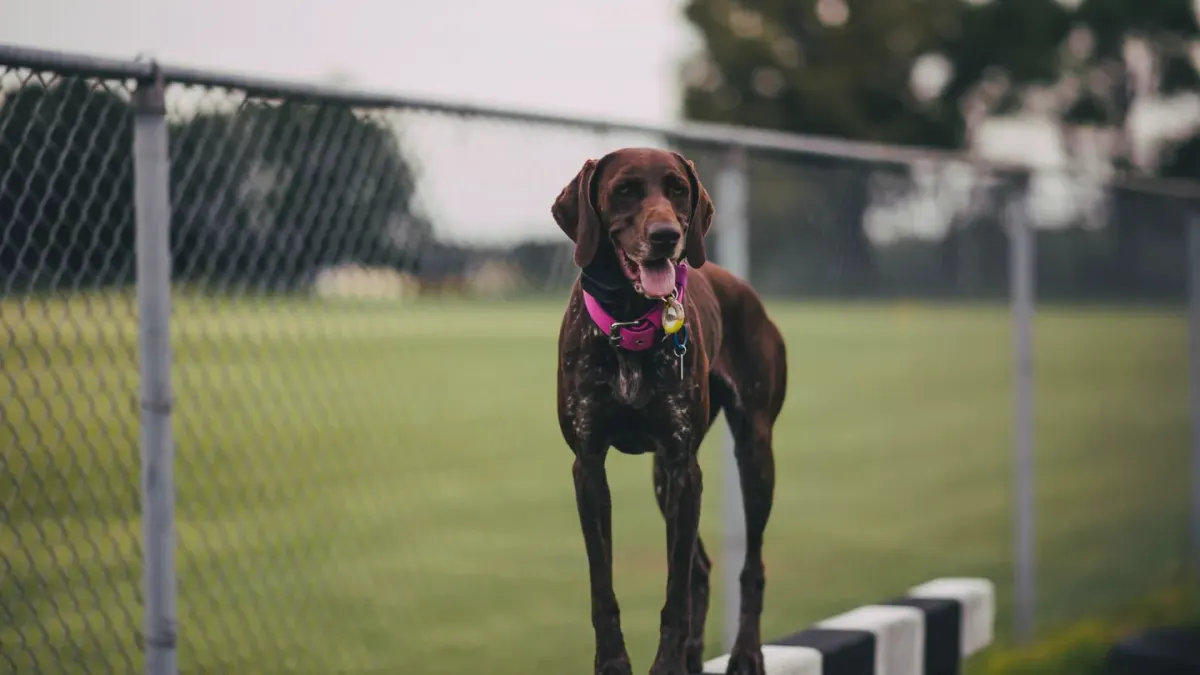 Dog training outdoors
