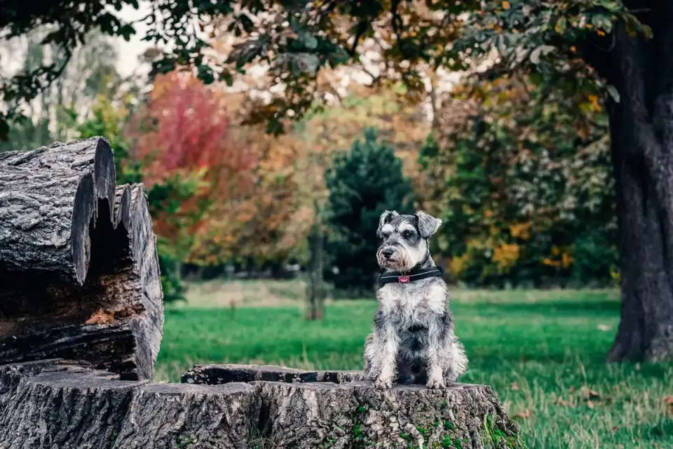 Dog training outdoors