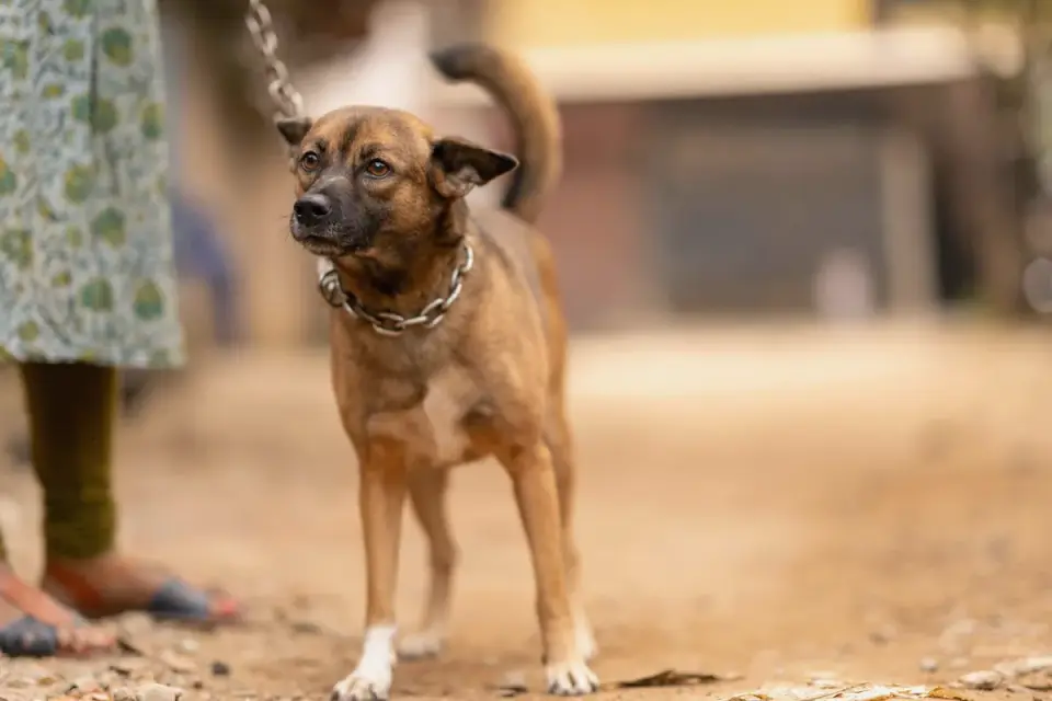 Dog walking beside an owner