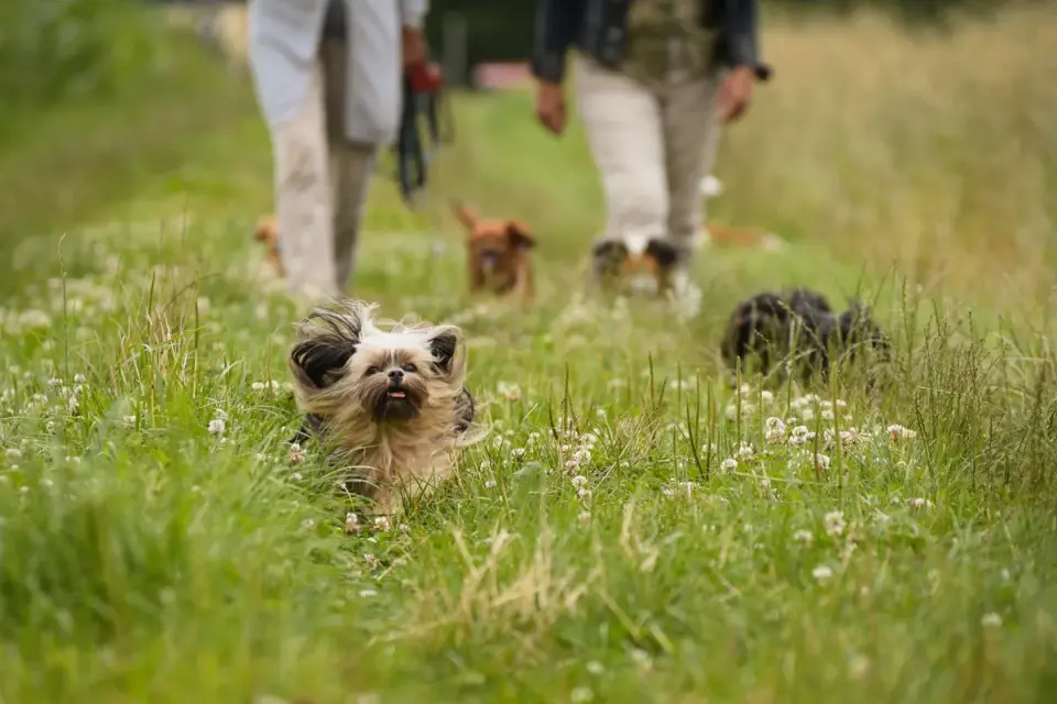 Dog walking beside an owner