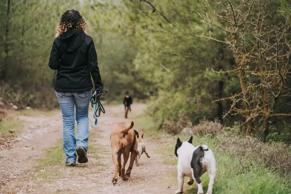 Dog walking beside an owner