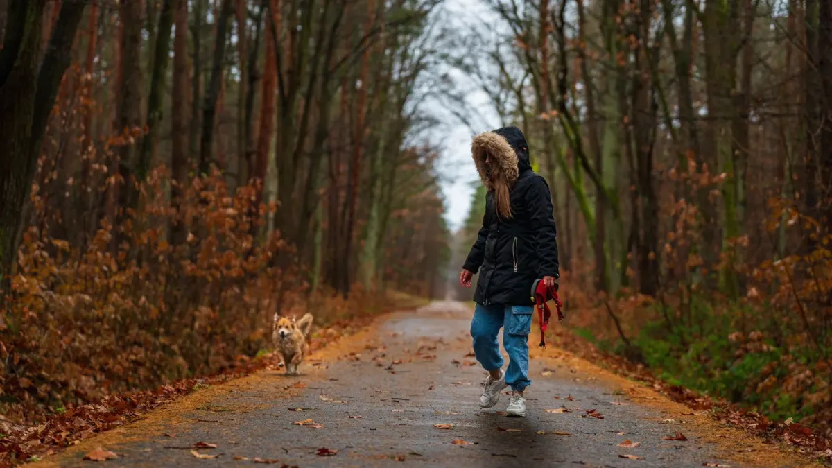 Dog walking beside an owner