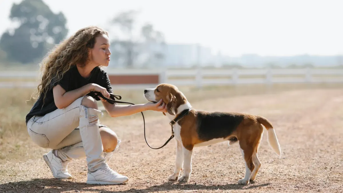 Dog walking beside an owner
