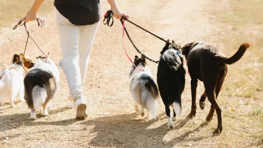 Dog walking beside an owner