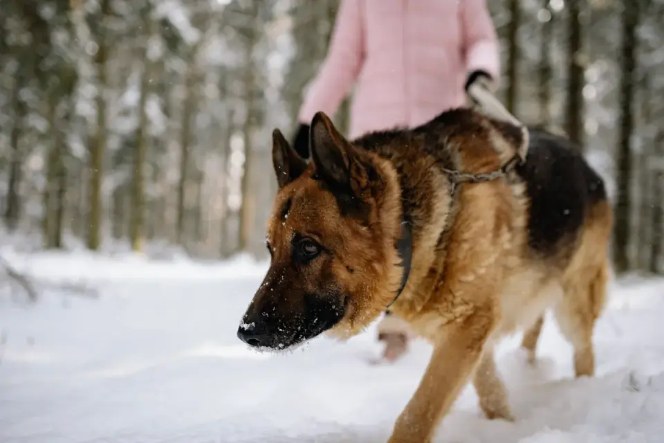 Dog walking beside an owner