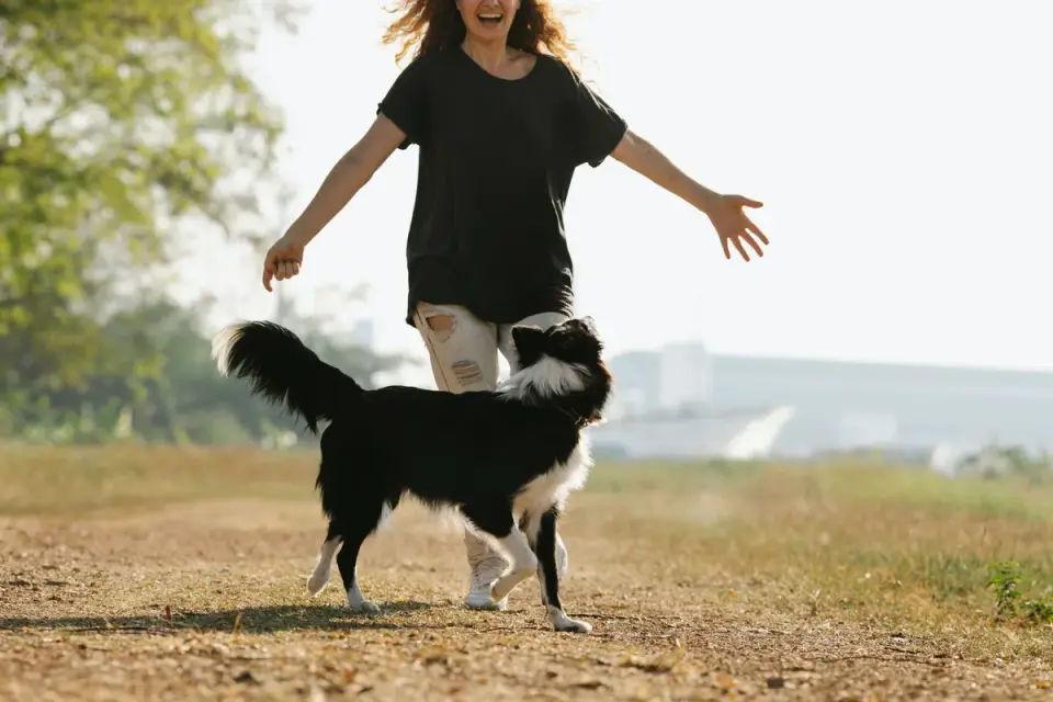 Dog walking beside an owner