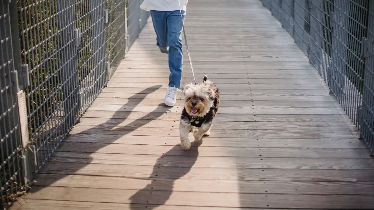 Dog walking beside owner heel