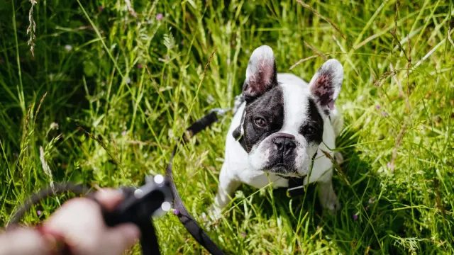 Dog walking with an owner