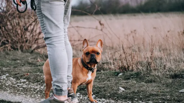 Dog walking with an owner