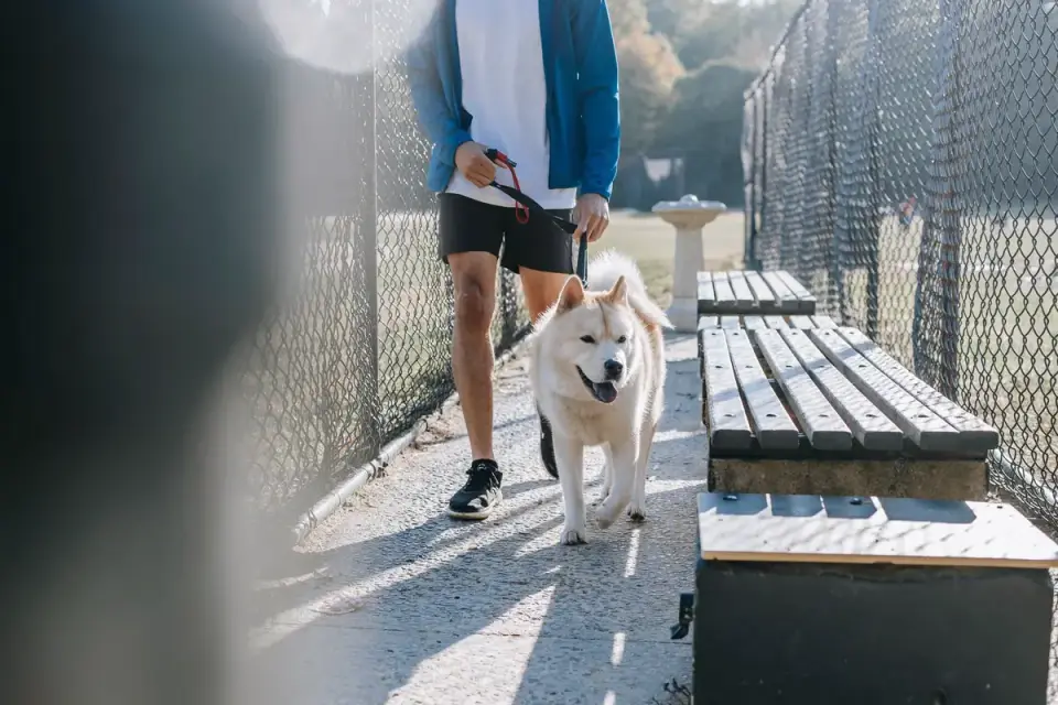 Dog walking with an owner