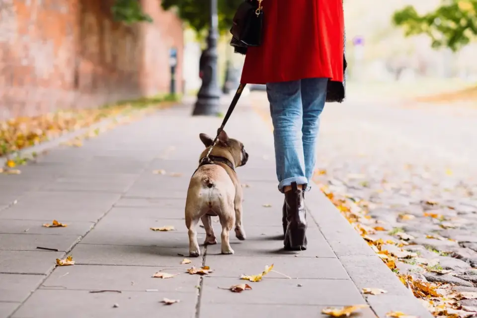 Dog walking with an owner