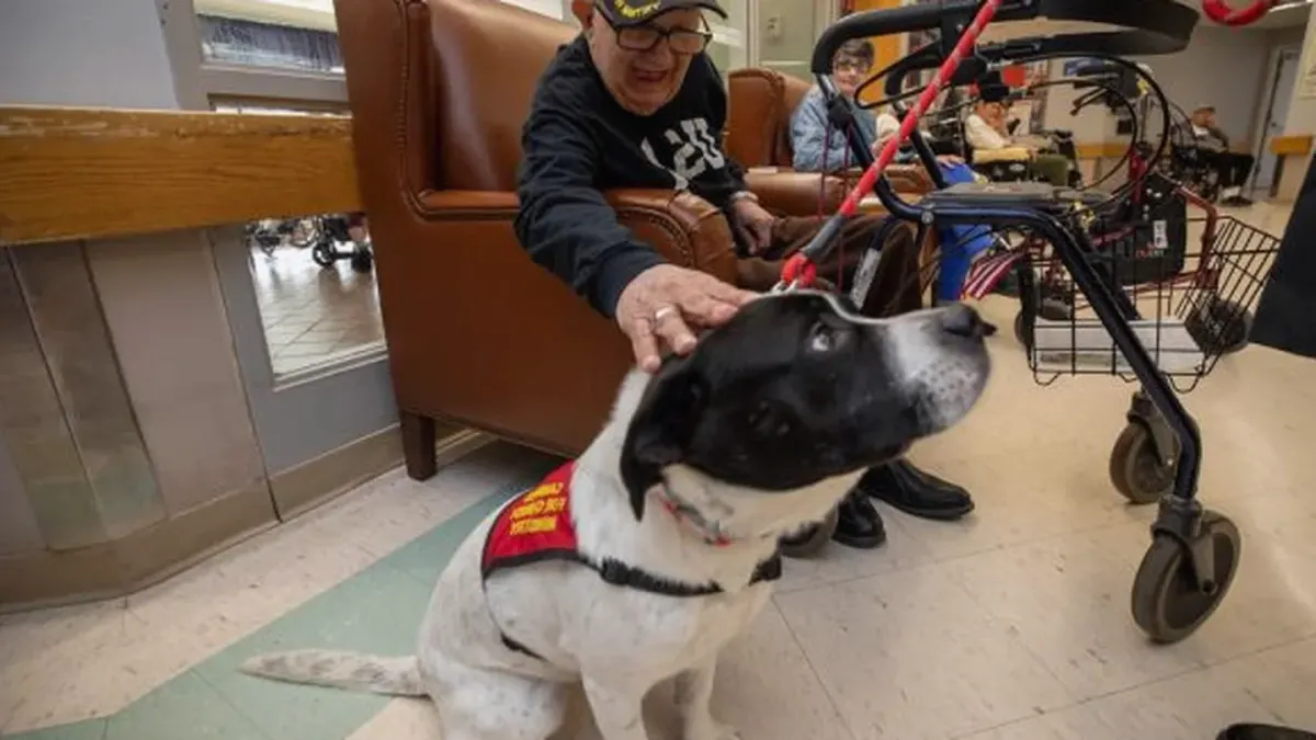 Dog walking with an owner