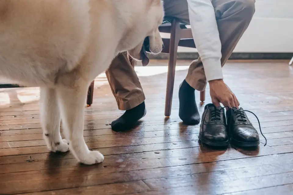 Dog walking with an owner