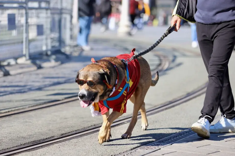 Dog walking with an owner