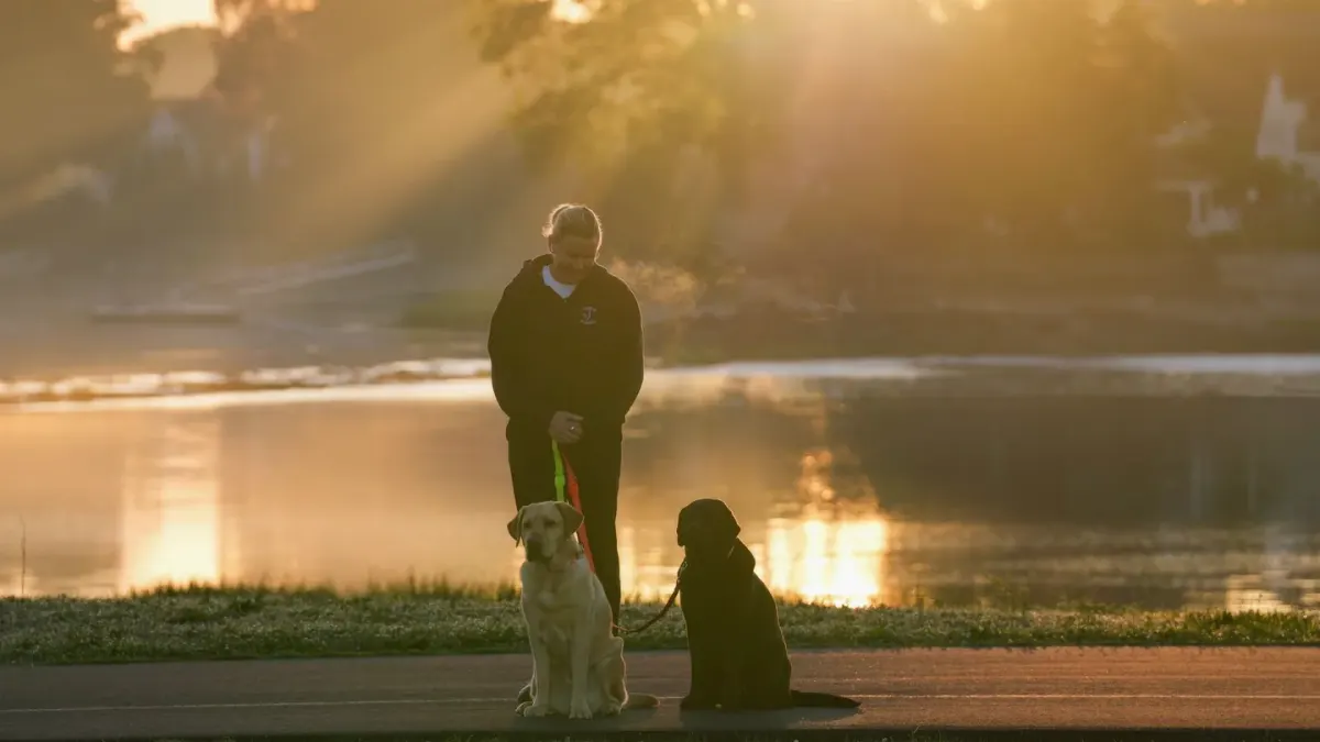 Dog walking with an owner