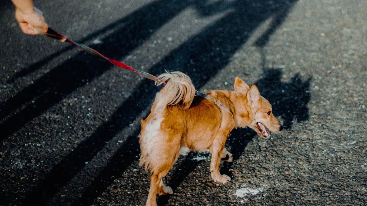 Dog walking with an owner