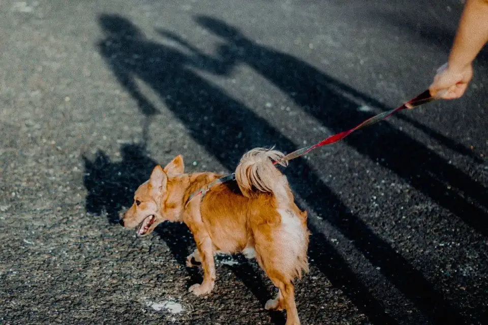 Dog walking with an owner