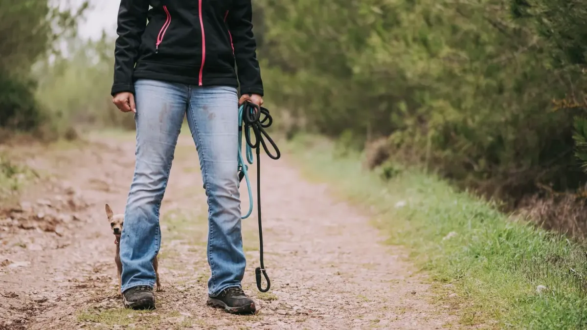 Dog walking with an owner