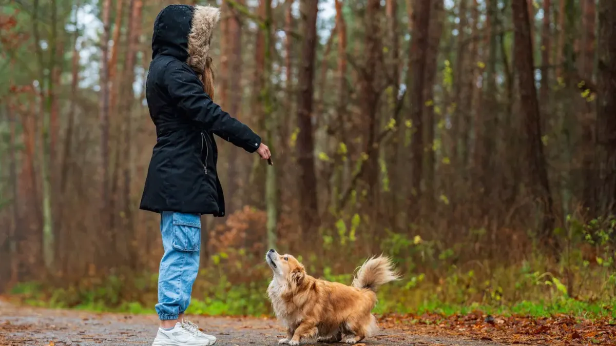 Dog walking with an owner