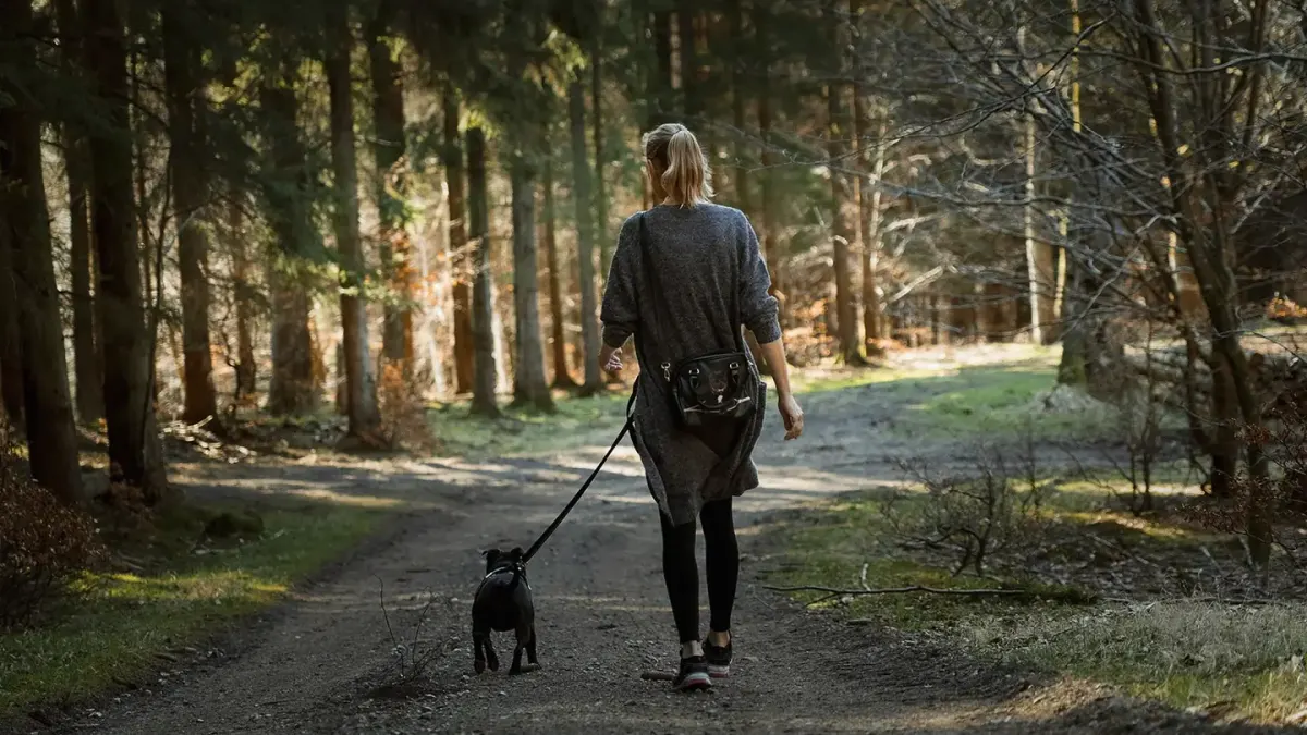 Dog walking with an owner