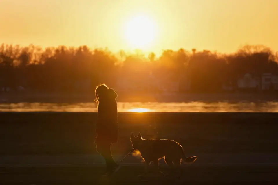 Dog walking with an owner