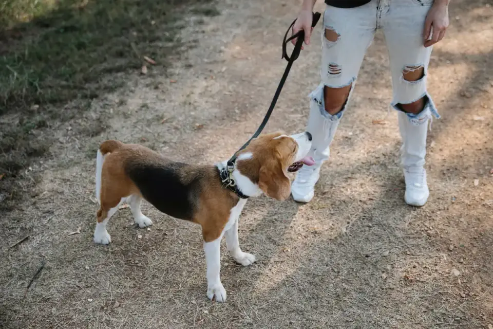 Dog walking with an owner