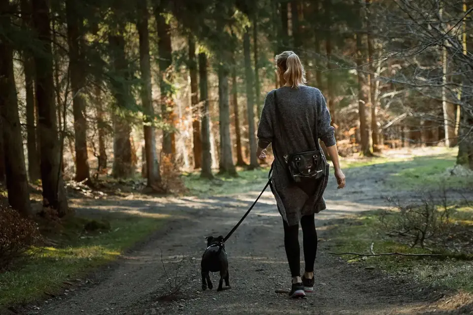 Dog walking with an owner