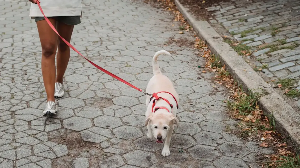 Dog walking with an owner