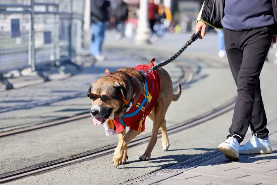 Dog walking with an owner