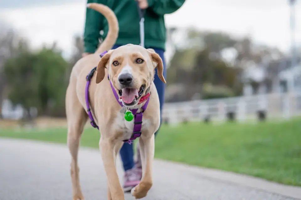 Dog walking with an owner