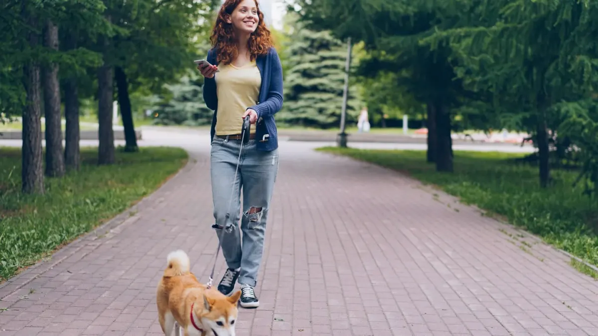 Dog walking with an owner