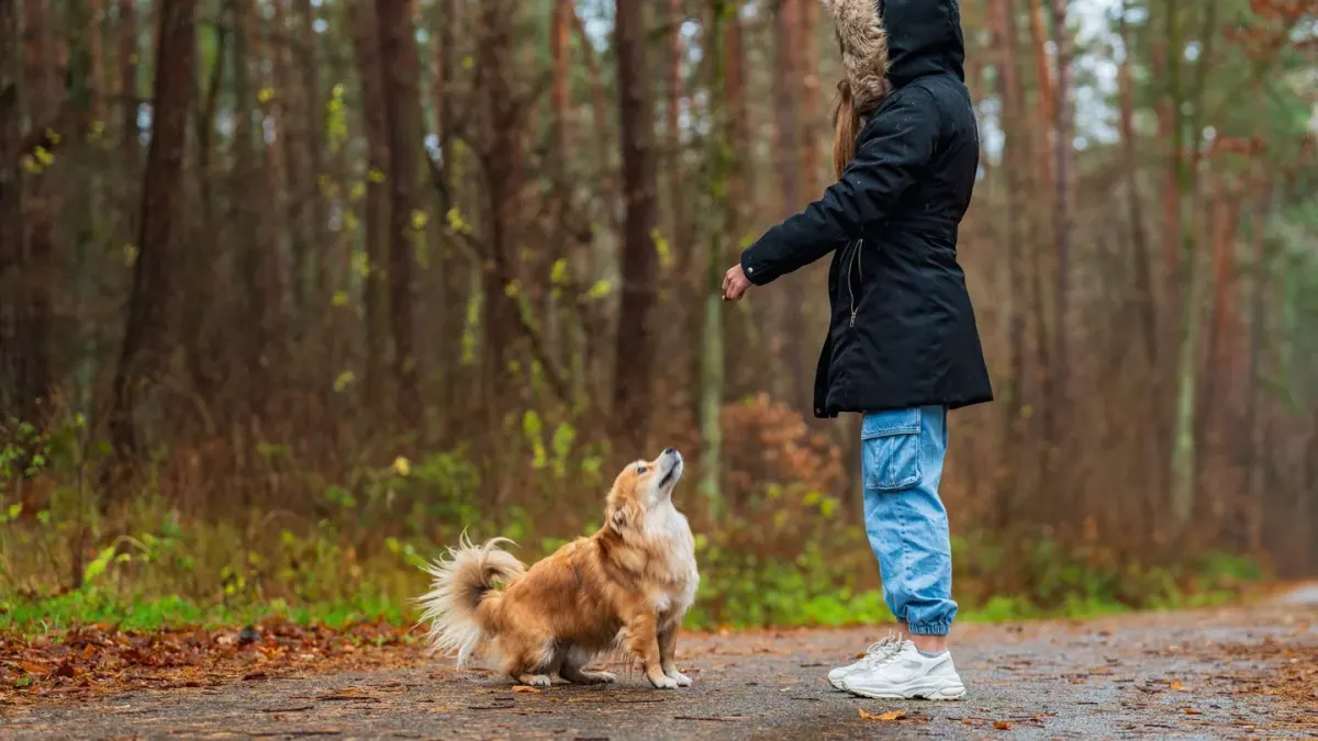 Dog walking with an owner