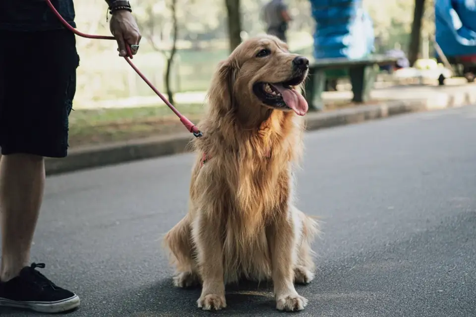 Dog walking with an owner