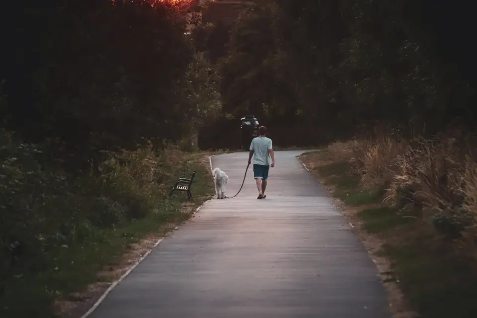 Dog walking with an owner