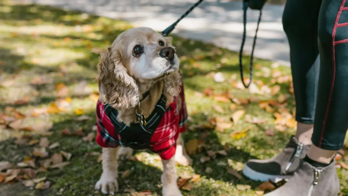 Dog walking with an owner