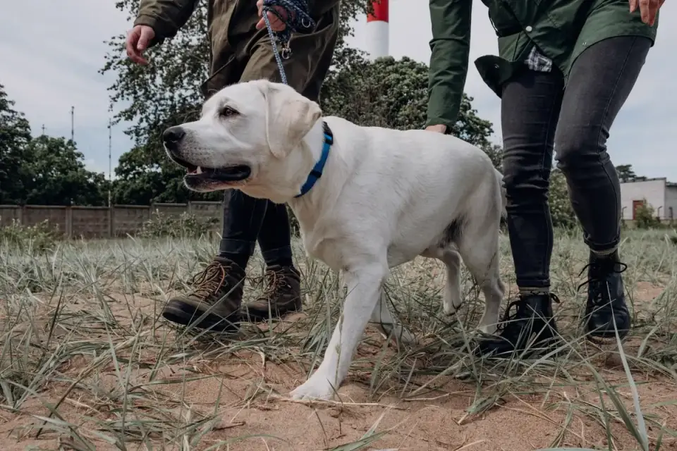 Dog walking with an owner