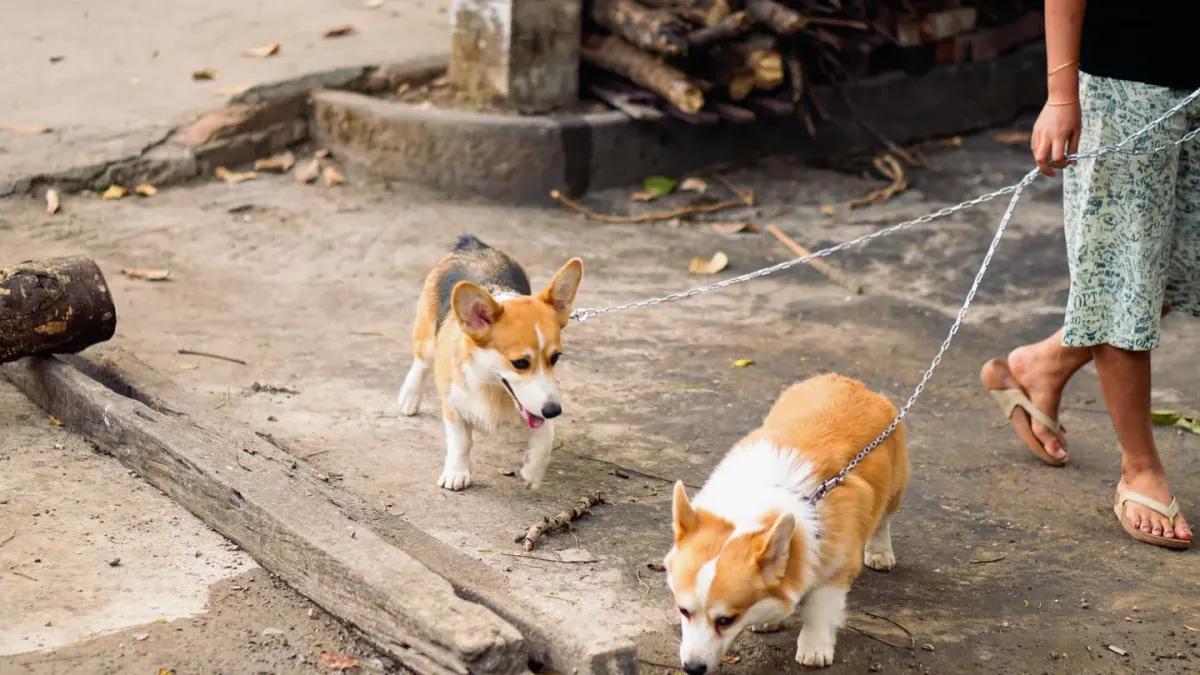 Dog walking with an owner