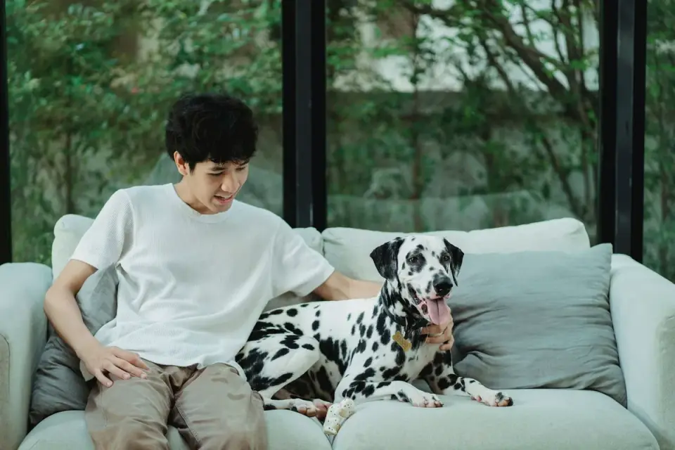 Dog walking with an owner