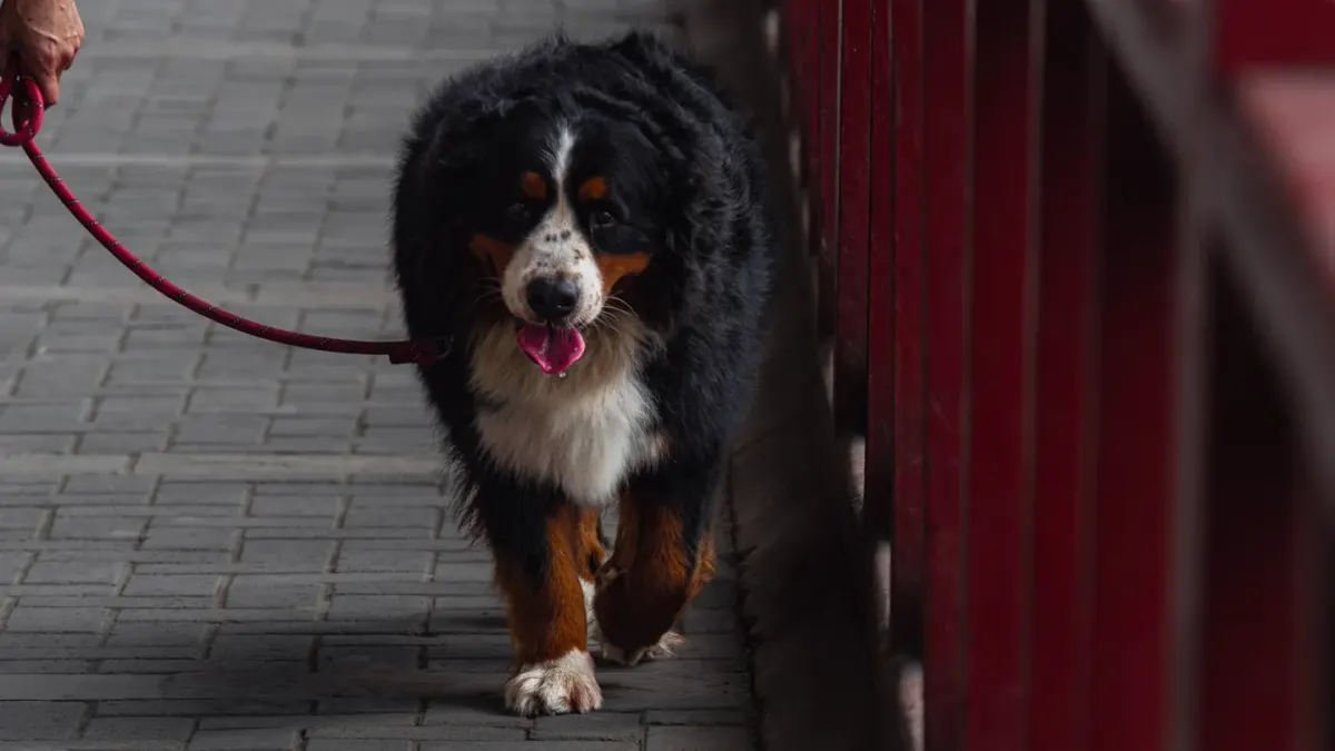 Dog walking with an owner