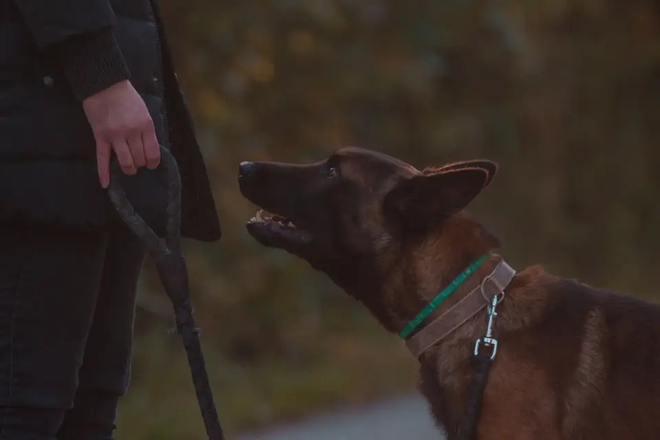 Dog walking with an owner