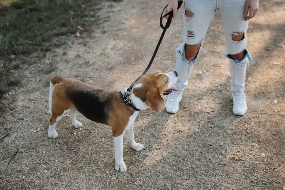 Dog walking with an owner
